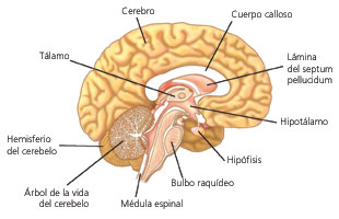 Enc�falo corte sagital