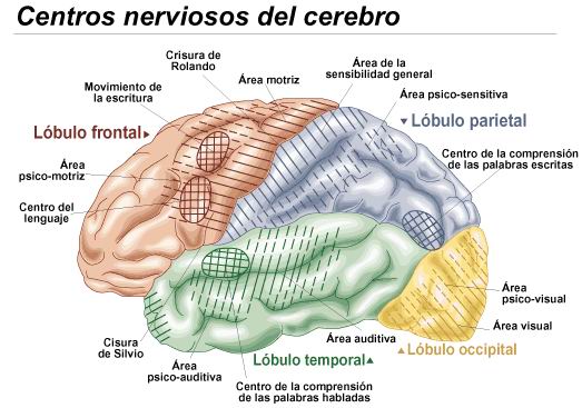 Corteza cerebral