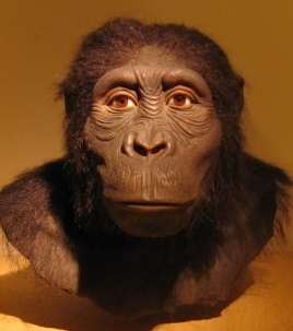 Resultado de imagen para australopithecus