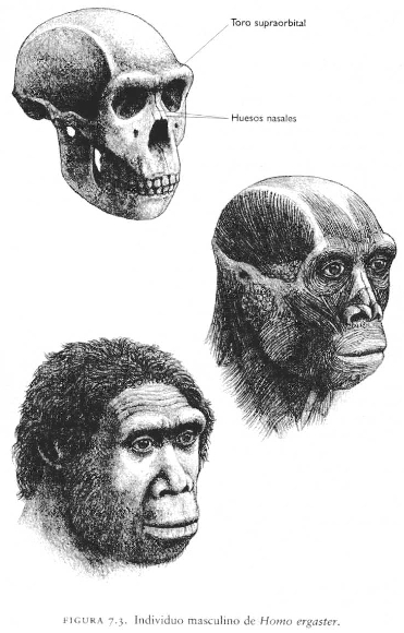 Homo ergaster reconstrucción