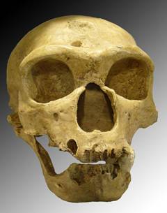 H. neanderthalensis