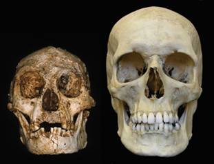 H. floresiensis
