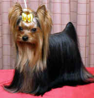 Yorkshire terrier