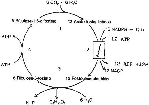 Pregunta 2. El metabolismo