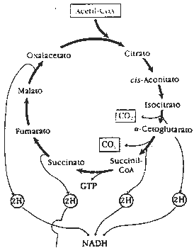 Pregunta 2. El metabolisme