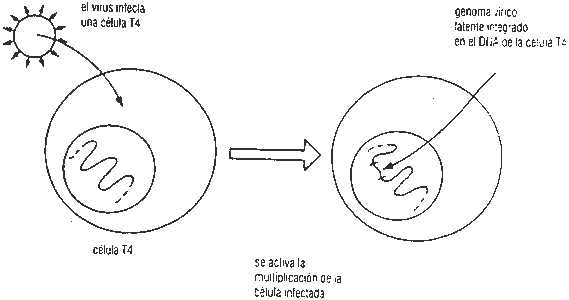 Pregunta 3. Genética molecular