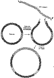 Pregunta 3. Genética molecular