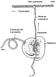 Pregunta 3. Genética molecular