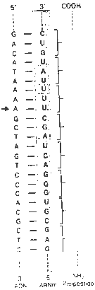 Pregunta 3. Genética molecular