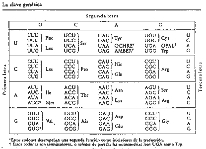 Pregunta 3. Genètica mol·lecular