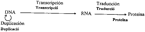 Pregunta 3. Genètica mol·lecular Pregunta 3. Genètica mol·lecular