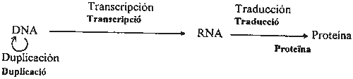 Pregunta 3. Genética molecular