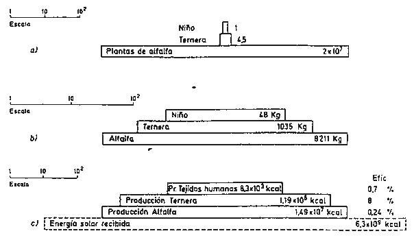 Ejercicio A. Pregunta 1