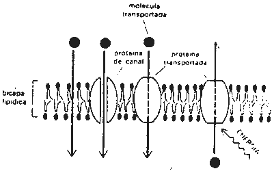 Pregunta 1. La membrana plasmàtica