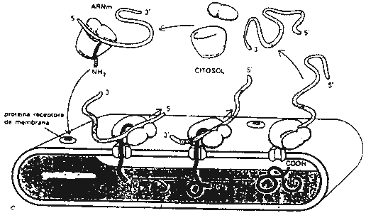 Pregunta 3. Genètica mol·lecular