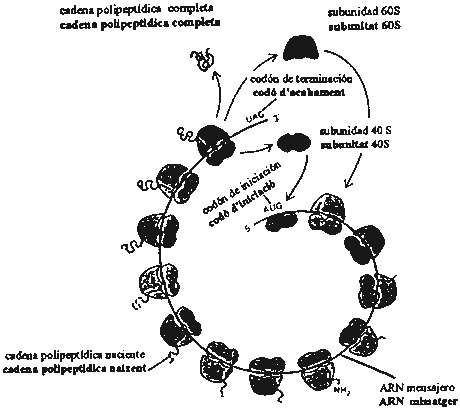 Pregunta 3. Genètica mol·lecular