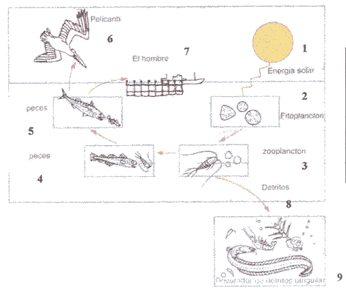 Ejercicio B. Pregunta 1