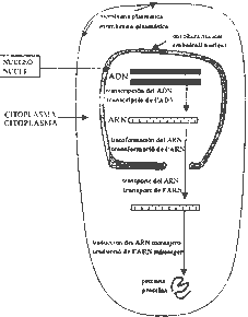 Pregunta 3. Genètica mol·lecular