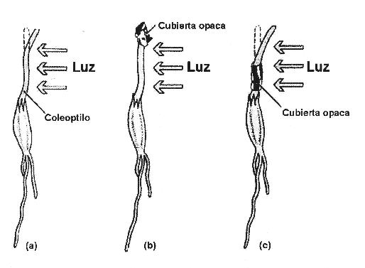 Auxina-1