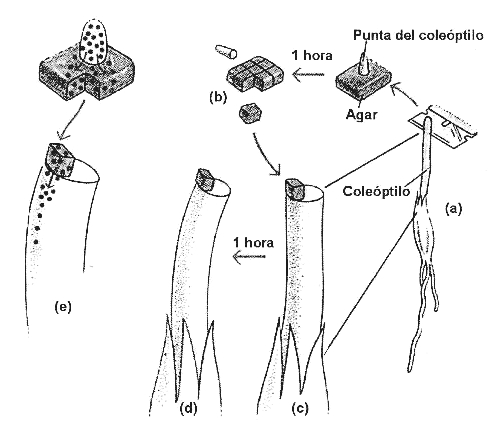 Auxina-2