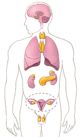 endocri