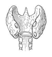 paratiroide