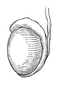 testicle