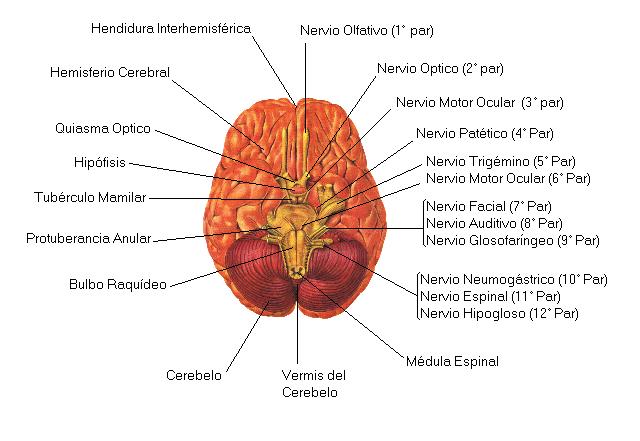 Enc�falo vista inferior