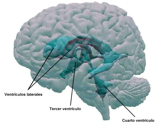 Ventr�culos cerebrales