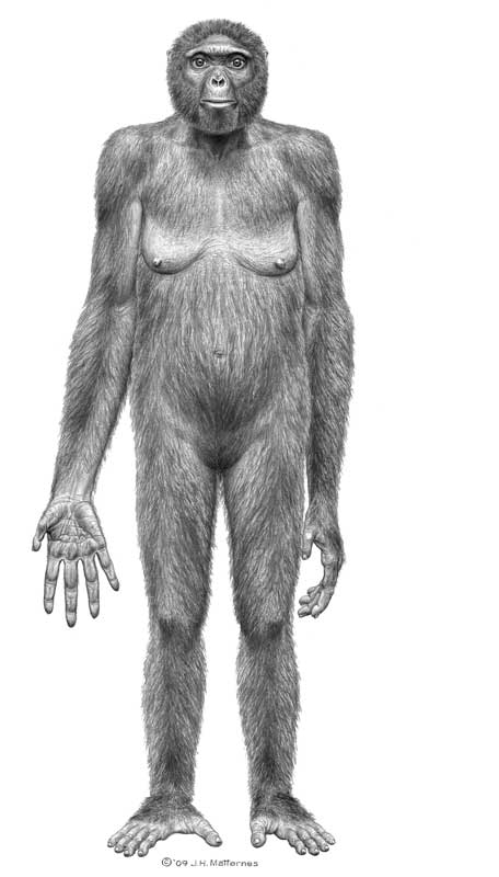 Ardipithecus rammidus