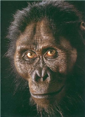 A. afarensis rec