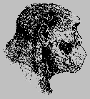 H. erectus reconstrucción