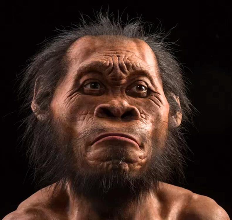 Reconstrucción de Homo naledi