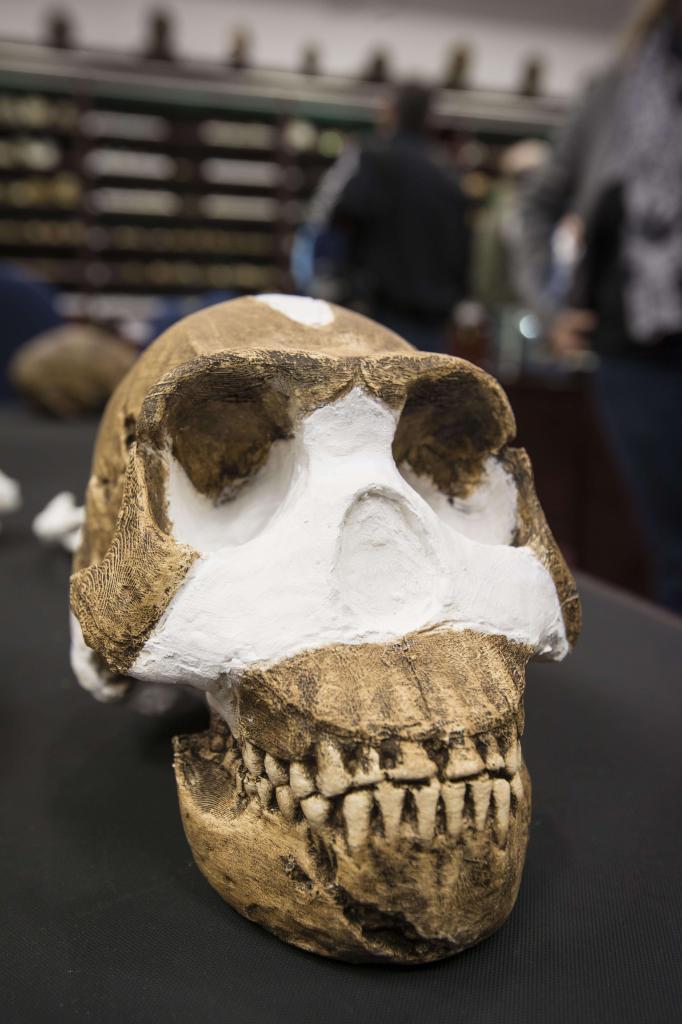 Cráneo Homo naledi