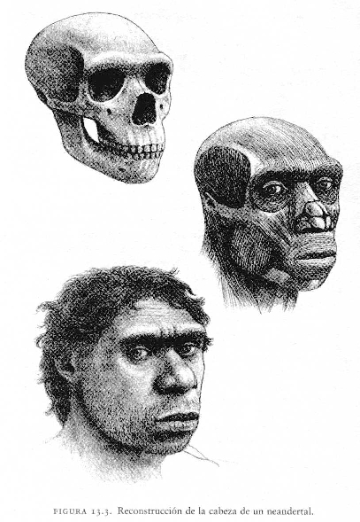 H. neanderthalensis reconstrucción