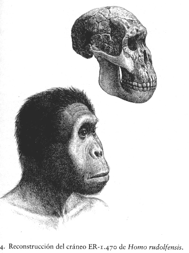 H. rudolfensis reconstruído