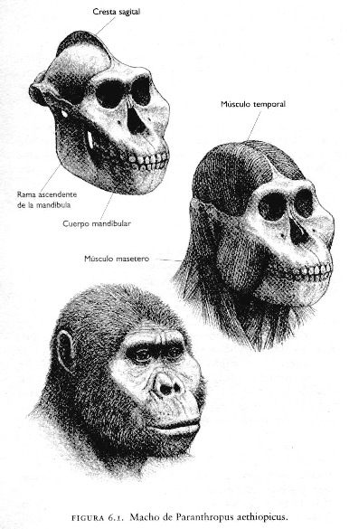 P. aethiopicus reconstrucción