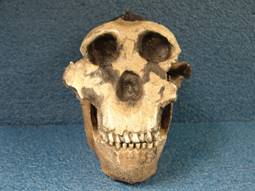 Paranthropus boisei