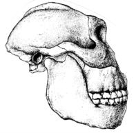 Paranthropus robustus 2