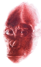 Ouranopithecus reconstrucción