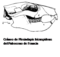 Plesiadapis