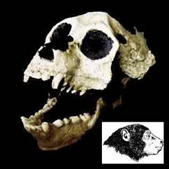 Aegyptopithecus