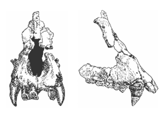 Morotopithecus