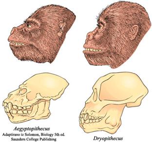 Dryopithecus