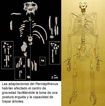 Pierolapithecus