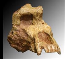 Ouranopithecus