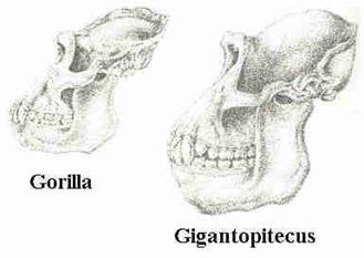 Gigantopithecus