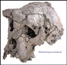 Sahelanthropus tchadensis