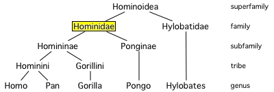 Clasificación de los homínidos