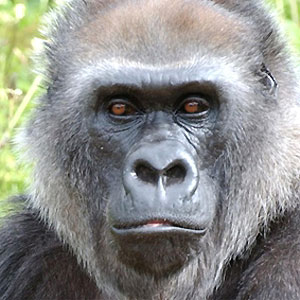 Gorilla beringei